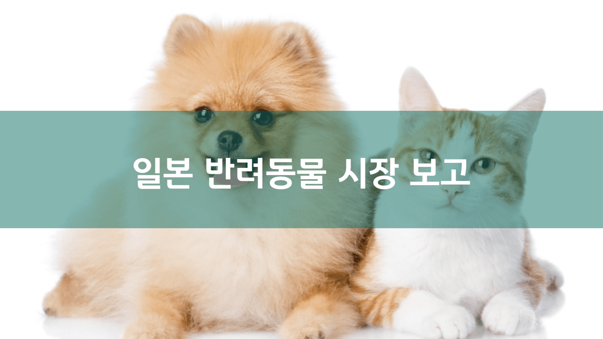 일본 반려동물 시장 분석: 2028년 2조 엔 전망 및 한국 기업 진출 전략 | AAMOND Global
